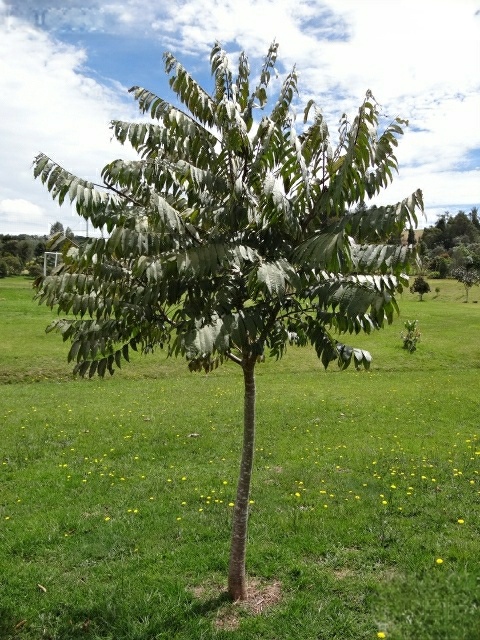 Cedro de Altura - Vista 4